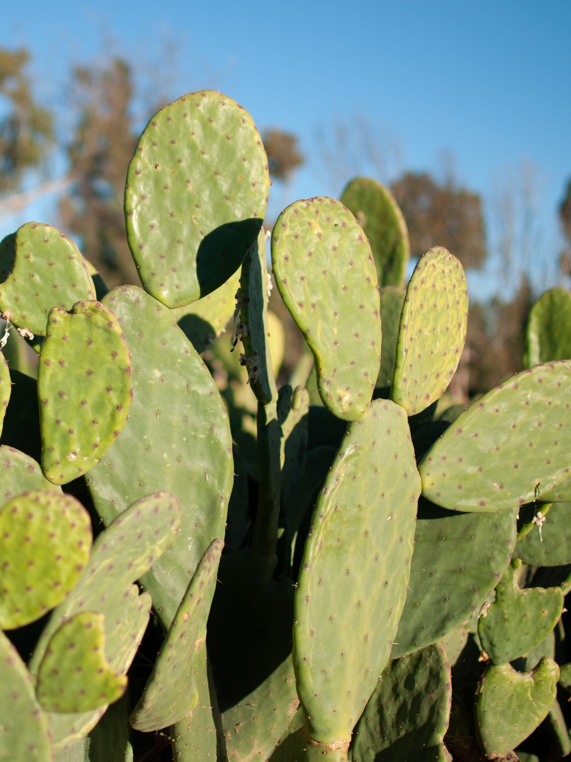 Fruit d'un haut savoir-faire, le cuir végan CAIRE en matière végétale de cactus du Mexique matériau naturel innovant écologique de qualité
